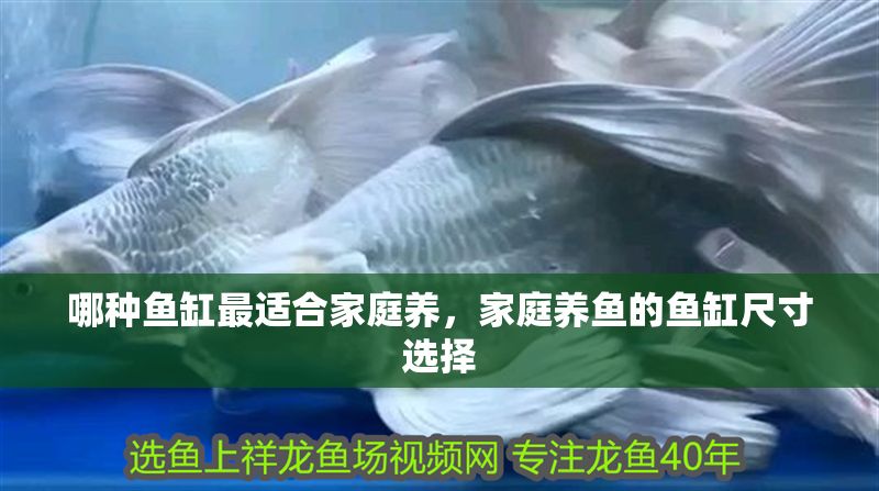 哪種魚缸最適合家庭養，家庭養魚的魚缸尺寸選擇