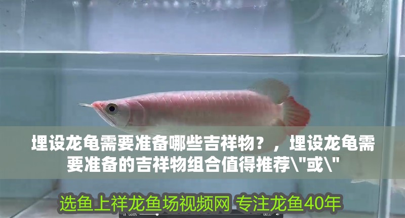 埋設(shè)龍龜需要準(zhǔn)備哪些吉祥物？，埋設(shè)龍龜需要準(zhǔn)備的吉祥物組合值得推薦 埋設(shè)龍龜需要準(zhǔn)備哪些吉祥物？，埋設(shè)龍龜需要準(zhǔn)備的吉祥物組合值得推薦\