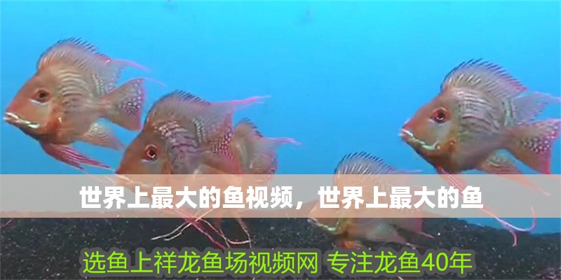 世界上最大的魚視頻，世界上最大的魚