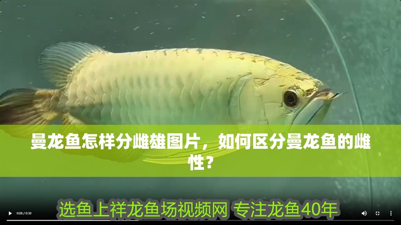 曼龍魚怎樣分雌雄圖片，如何區分曼龍魚的雌性？