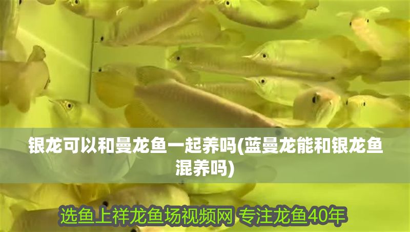 銀龍可以和曼龍魚一起養嗎(藍曼龍能和銀龍魚混養嗎) 銀龍魚百科 第1張 銀龍可以和曼龍魚一起養嗎(藍曼龍能和銀龍魚混養嗎) 銀龍可以和曼龍魚一起養嗎(藍曼龍能和銀龍魚混養嗎) 銀龍魚百科 第1張