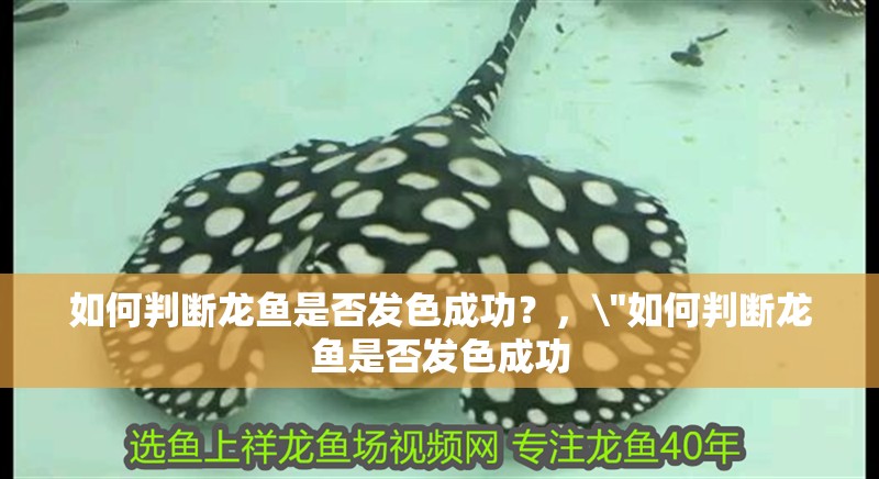 如何判斷龍魚是否發色成功？， 如何判斷龍魚是否發色成功？，\