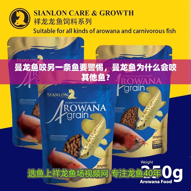 曼龍魚咬另一條魚要警惕，曼龍魚為什么會(huì)咬其他魚？ 曼龍魚咬另一條魚要警惕，曼龍魚為什么會(huì)咬其他魚？ 水族問答
