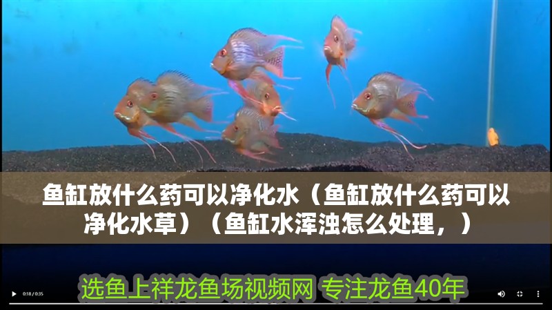 魚缸放什么藥可以凈化水（魚缸放什么藥可以凈化水草）（魚缸水渾濁怎么處理，）