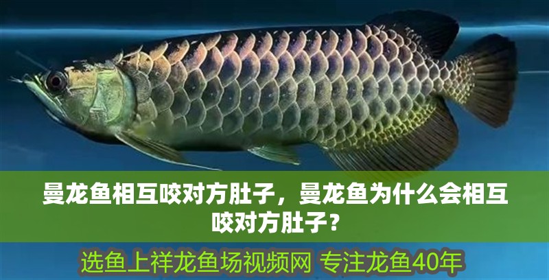 曼龍魚相互咬對方肚子，曼龍魚為什么會相互咬對方肚子？