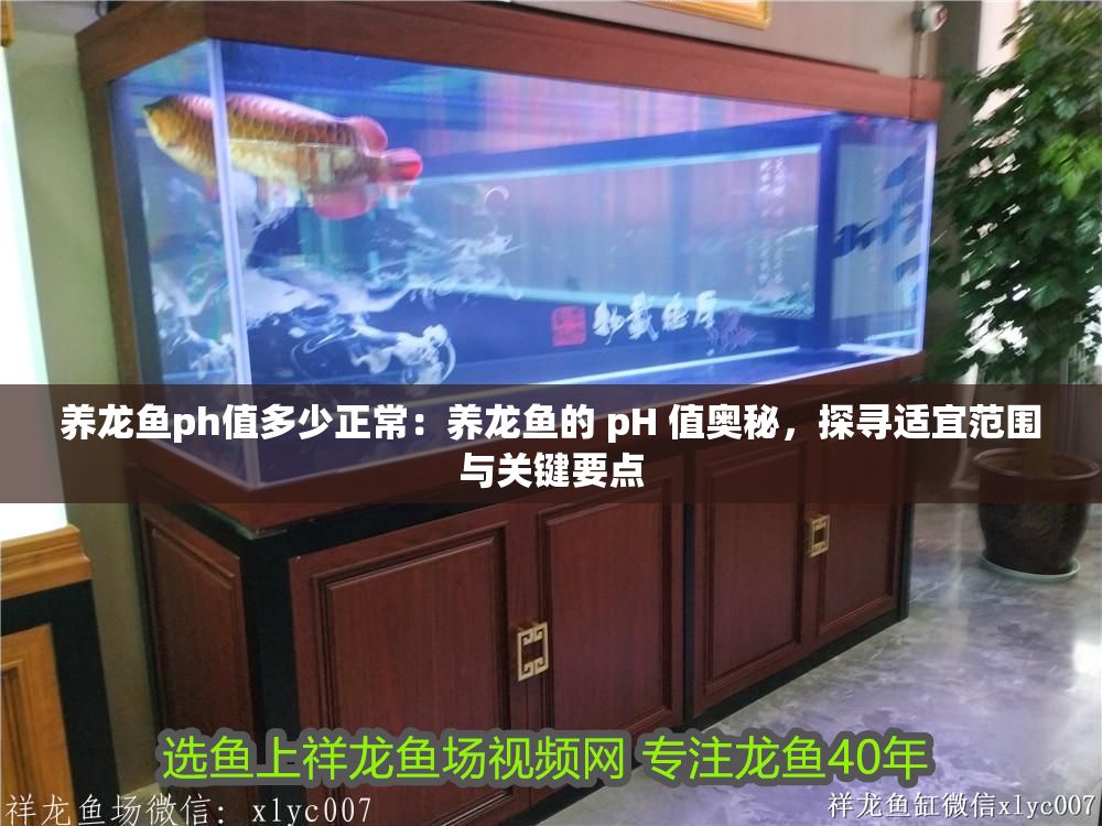 詳細閱讀:養龍魚ph值多少正常:養龍魚的 pH 值奧秘,探尋適宜范圍與關鍵要點 養龍魚ph值多少正常:養龍魚的 pH 值奧秘,探尋適宜范圍與關鍵要點