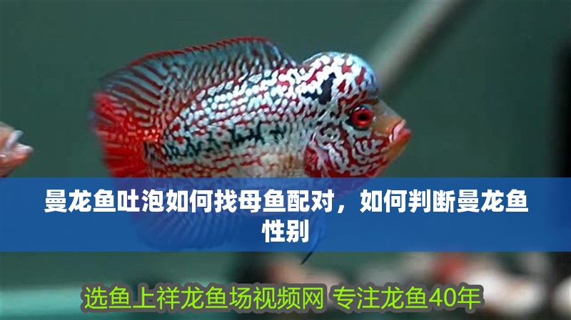 曼龍魚吐泡如何找母魚配對，如何判斷曼龍魚性別