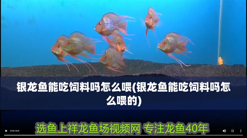 銀龍魚能吃飼料嗎怎么喂(銀龍魚能吃飼料嗎怎么喂的)