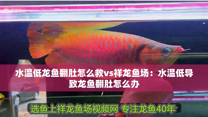 水溫低龍魚翻肚怎么救vs祥龍魚場：水溫低導致龍魚翻肚怎么辦 水溫低龍魚翻肚怎么救vs祥龍魚場：水溫低導致龍魚翻肚怎么辦 vs祥龍魚場 第2張