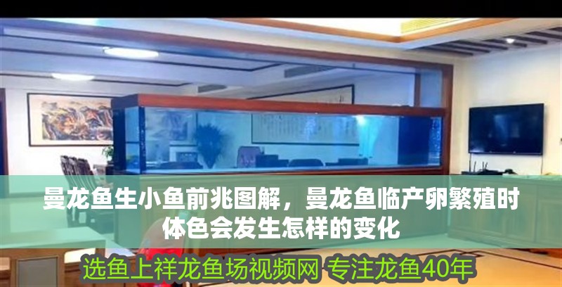 曼龍魚生小魚前兆圖解，曼龍魚臨產(chǎn)卵繁殖時體色會發(fā)生怎樣的變化