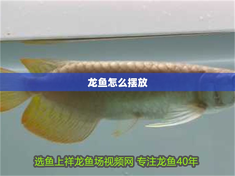 龍魚怎么擺放