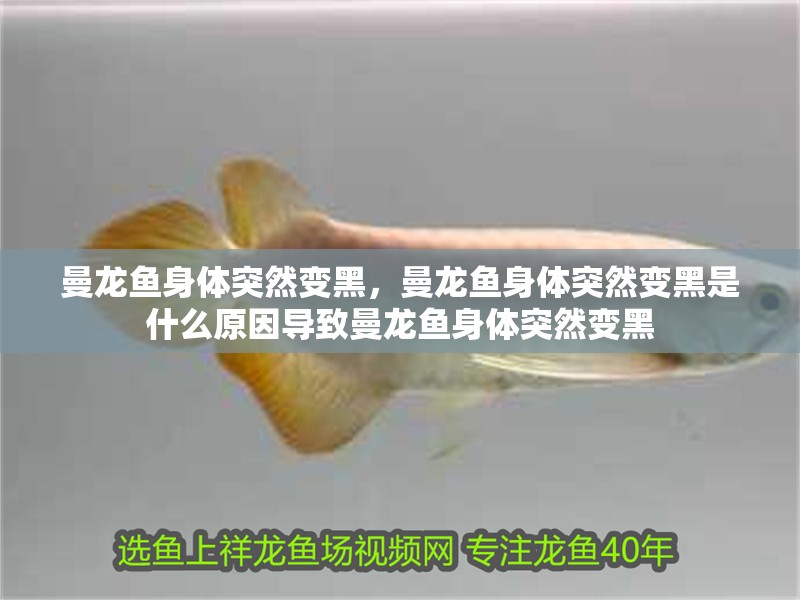曼龍魚身體突然變黑，曼龍魚身體突然變黑是什么原因導致曼龍魚身體突然變黑