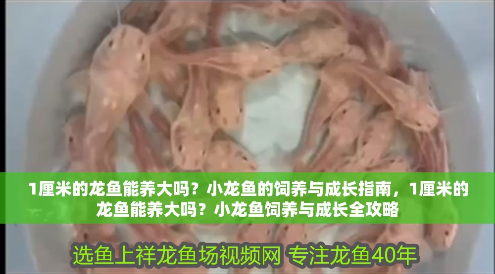 1厘米的龍魚能養(yǎng)大嗎？小龍魚的飼養(yǎng)與成長指南，1厘米的龍魚能養(yǎng)大嗎？小龍魚飼養(yǎng)與成長全攻略