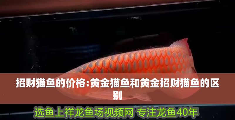 招財貓魚的價格:黃金貓魚和黃金招財貓魚的區別