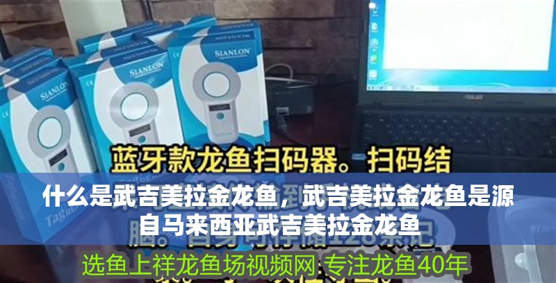 什么是武吉美拉金龍魚，武吉美拉金龍魚是源自馬來西亞武吉美拉金龍魚 什么是武吉美拉金龍魚，武吉美拉金龍魚是源自馬來西亞武吉美拉金龍魚 龍魚論壇