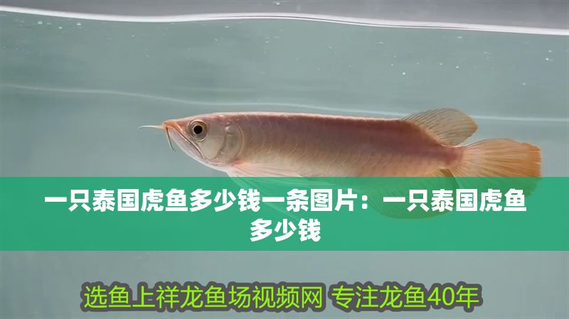 一只泰國(guó)虎魚(yú)多少錢(qián)一條圖片：一只泰國(guó)虎魚(yú)多少錢(qián)