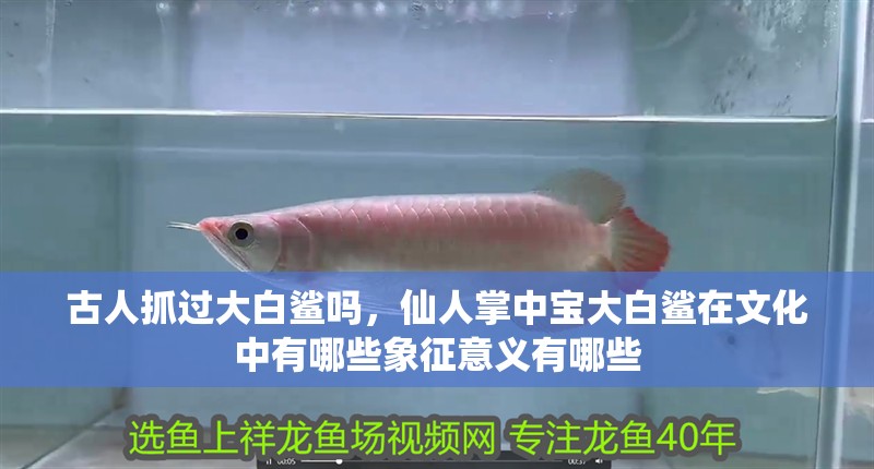 古人抓過大白鯊嗎，仙人掌中寶大白鯊在文化中有哪些象征意義有哪些