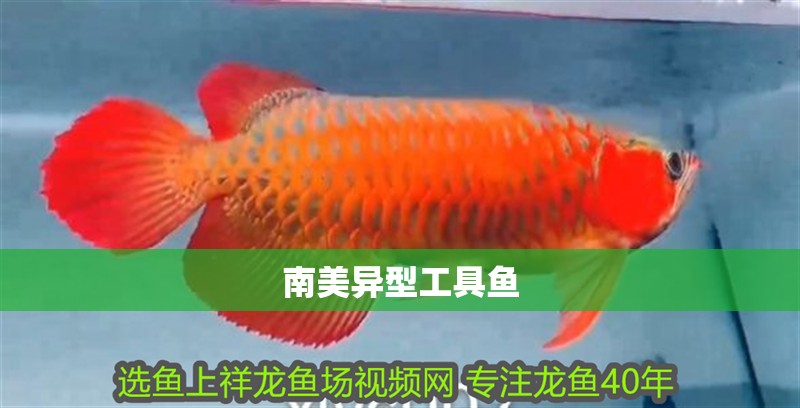 南美異型工具魚 南美異型工具魚 龍魚論壇
