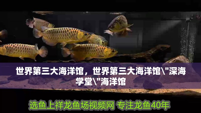 世界第三大海洋館，世界第三大海洋館\