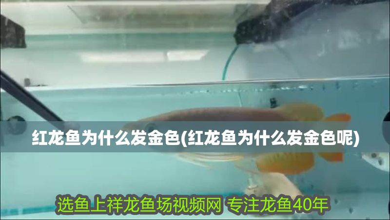 紅龍魚為什么發金色(紅龍魚為什么發金色呢)
