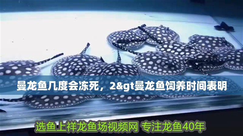 曼龍魚幾度會凍死，2&gt曼龍魚飼養時間表明 曼龍魚幾度會凍死，2&gt曼龍魚飼養時間表明 水族問答