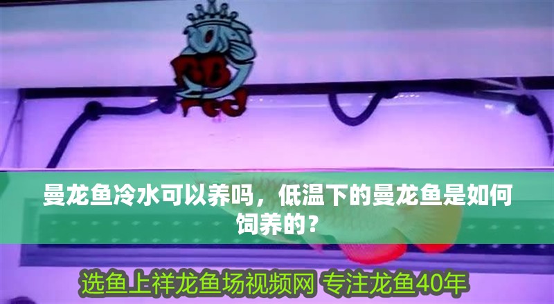 曼龍魚冷水可以養嗎，低溫下的曼龍魚是如何飼養的？