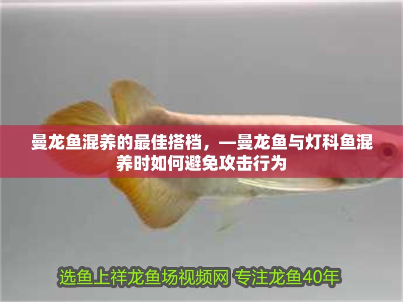 曼龍魚混養的最佳搭檔，—曼龍魚與燈科魚混養時如何避免攻擊行為