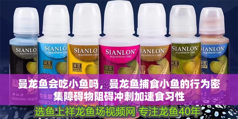 曼龍魚會吃小魚嗎，曼龍魚捕食小魚的行為密集障礙物阻礙沖刺加速食習性