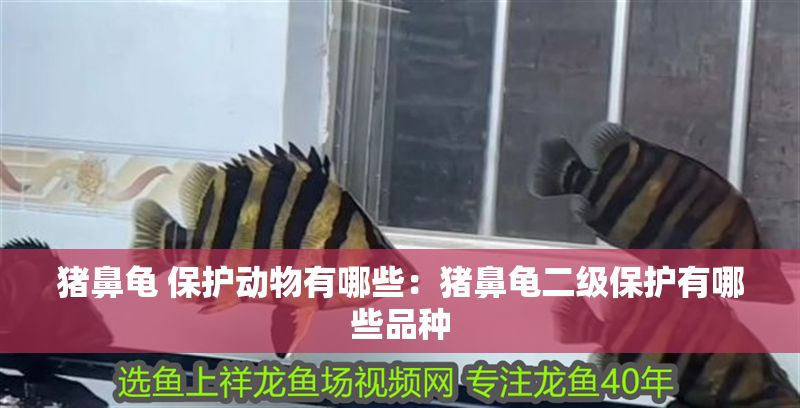 豬鼻龜 保護動物有哪些：豬鼻龜二級保護有哪些品種