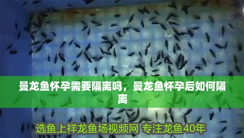 曼龍魚懷孕需要隔離嗎，曼龍魚懷孕后如何隔離 曼龍魚懷孕需要隔離嗎，曼龍魚懷孕后如何隔離 水族問答
