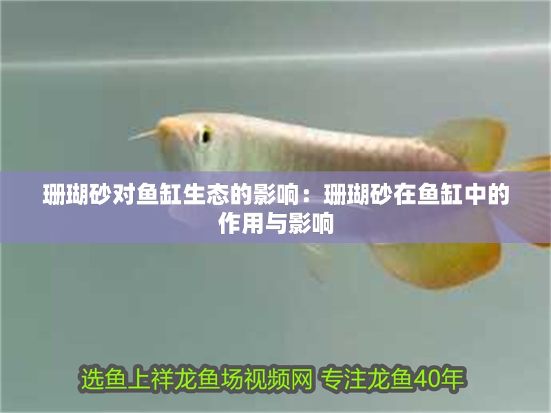 珊瑚砂對魚缸生態的影響：珊瑚砂在魚缸中的作用與影響