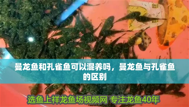 曼龍魚和孔雀魚可以混養嗎，曼龍魚與孔雀魚的區別