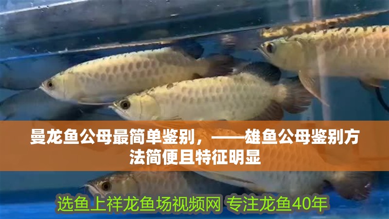 曼龍魚公母最簡單鑒別，——雄魚公母鑒別方法簡便且特征明顯