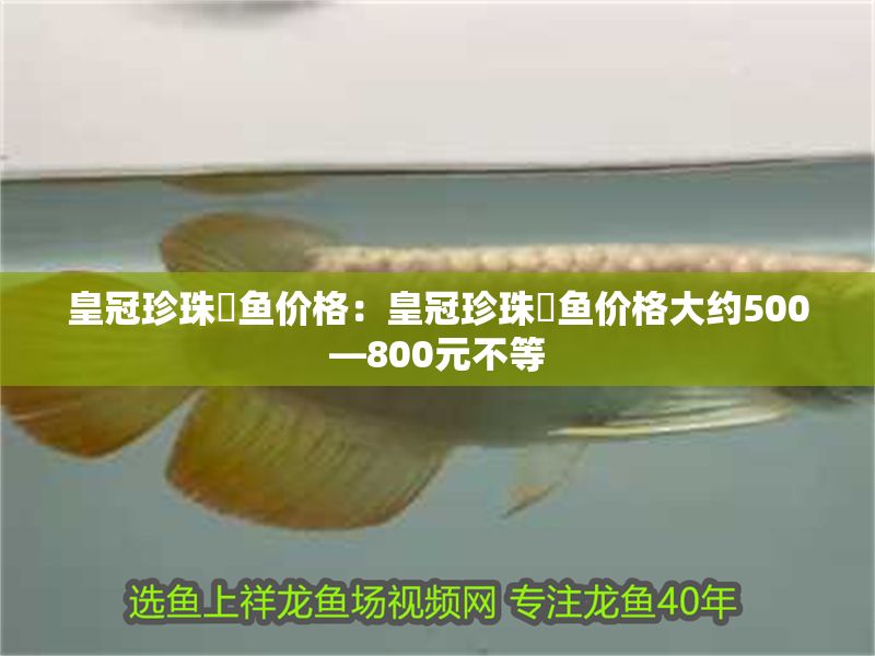 皇冠珍珠魟魚價(jià)格:皇冠珍珠魟魚價(jià)格大約500—800元不等 魟魚百科 第2張 皇冠珍珠魟魚價(jià)格:皇冠珍珠魟魚價(jià)格大約500—800元不等 皇冠珍珠魟魚價(jià)格:皇冠珍珠魟魚價(jià)格大約500—800元不等 魟魚百科 第2張