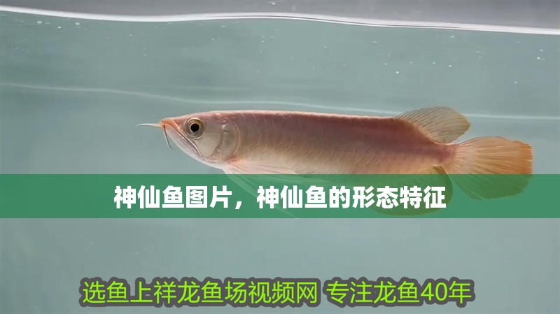 神仙魚圖片，神仙魚的形態特征
