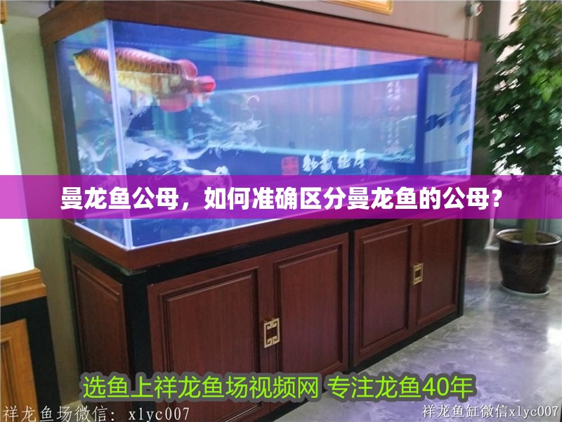 曼龍魚公母，如何準確區分曼龍魚的公母？