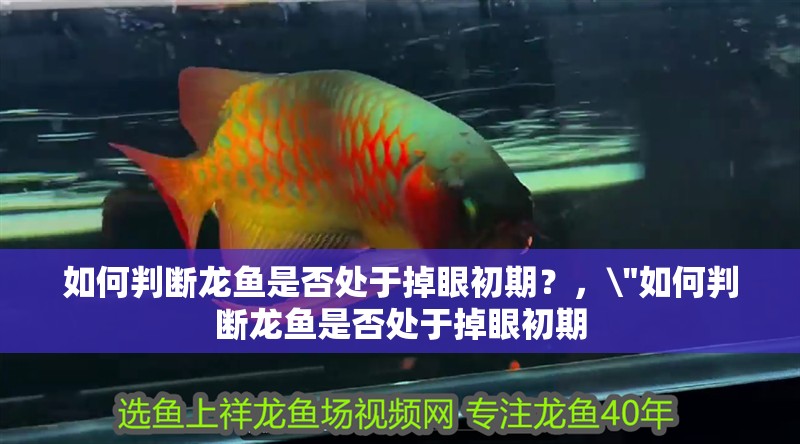 如何判斷龍魚(yú)是否處于掉眼初期？，\