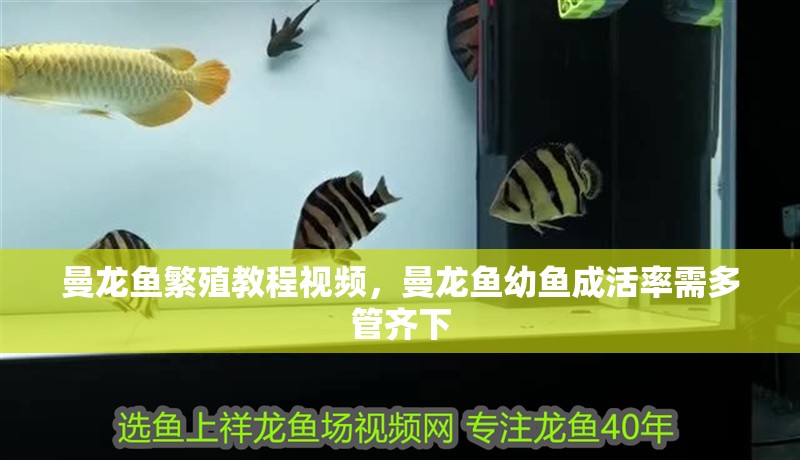 曼龍魚繁殖教程視頻，曼龍魚幼魚成活率需多管齊下