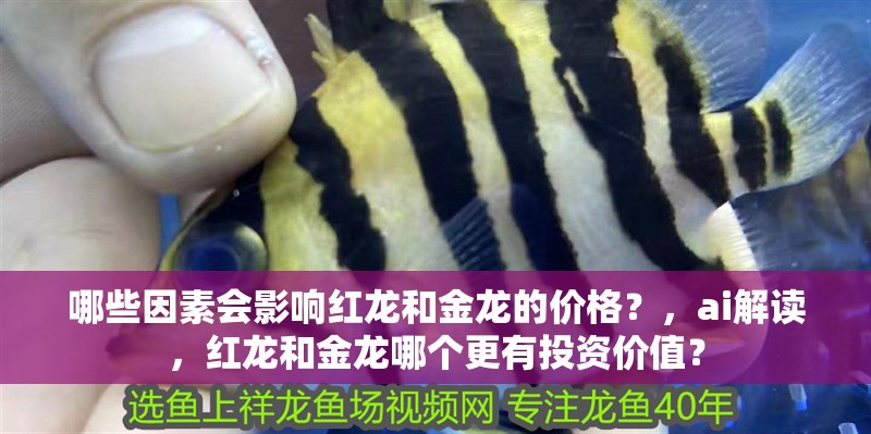 哪些因素會(huì)影響紅龍和金龍的價(jià)格？，ai解讀，紅龍和金龍哪個(gè)更有投資價(jià)值？