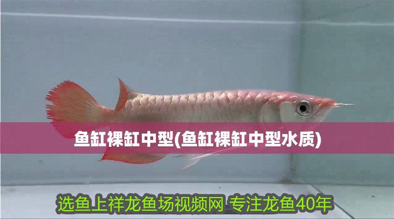 魚缸裸缸中型(魚缸裸缸中型水質)