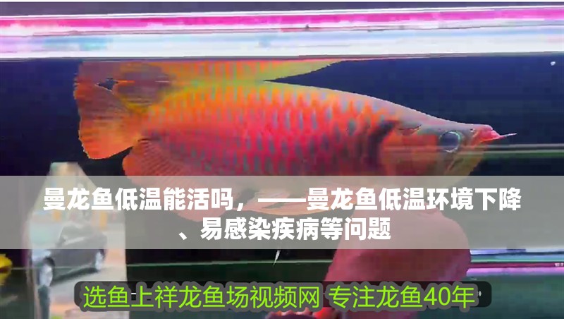 曼龍魚低溫能活嗎，——曼龍魚低溫環境下降、易感染疾病等問題