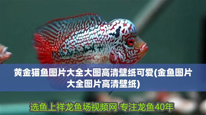 黃金貓魚圖片大全大圖高清壁紙可愛(金魚圖片大全圖片高清壁紙) 黃金貓魚圖片大全大圖高清壁紙可愛(金魚圖片大全圖片高清壁紙) 黃金貓魚百科 第1張