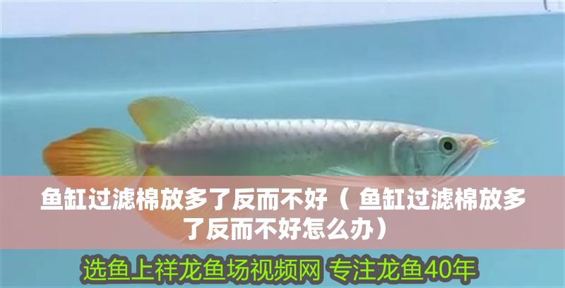 魚缸過濾棉放多了反而不好（ 魚缸過濾棉放多了反而不好怎么辦）
