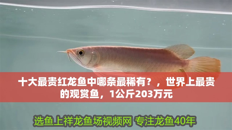 十大最貴紅龍魚中哪條最稀有？，世界上最貴的觀賞魚，1公斤203萬元