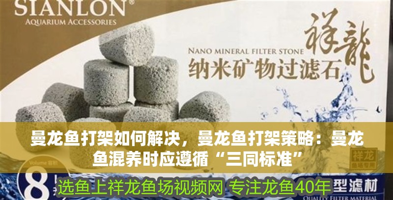 曼龍魚打架如何解決，曼龍魚打架策略：曼龍魚混養時應遵循“三同標準” 曼龍魚打架如何解決，曼龍魚打架策略：曼龍魚混養時應遵循“三同標準” 水族問答