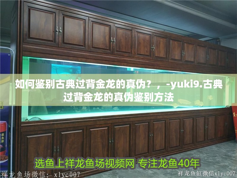 如何鑒別古典過背金龍的真偽？，-yuki9.古典過背金龍的真偽鑒別方法