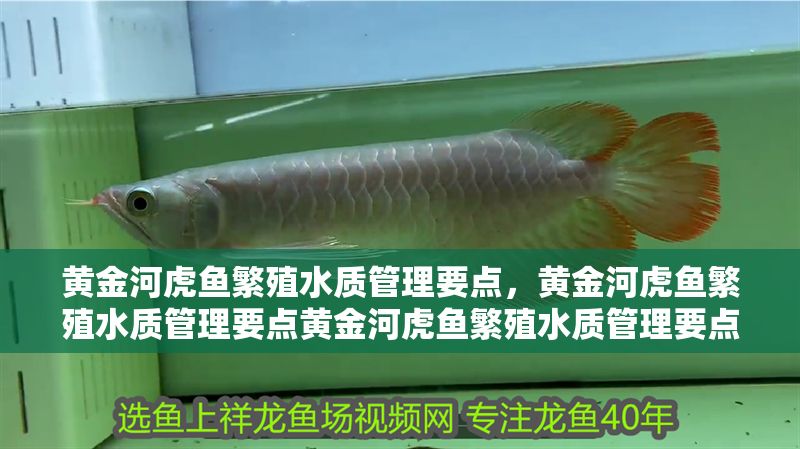 黃金河虎魚繁殖水質管理要點，黃金河虎魚繁殖水質管理要點黃金河虎魚繁殖水質管理要點
