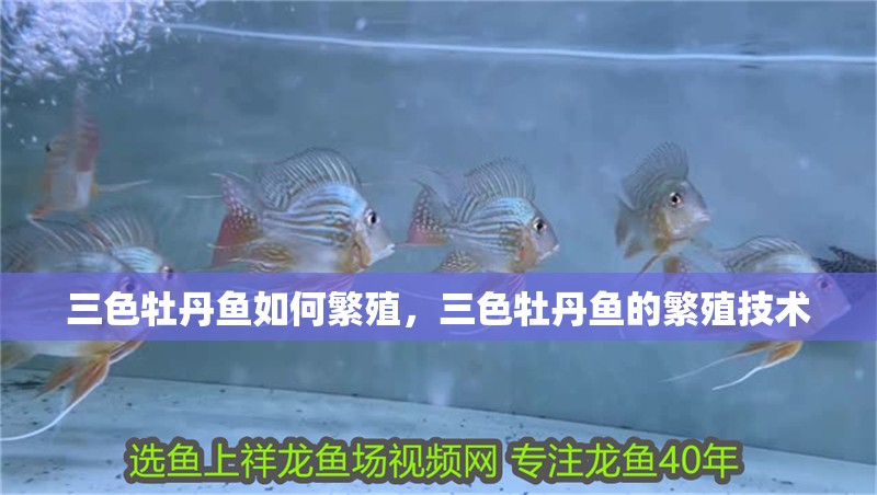 三色牡丹魚如何繁殖，三色牡丹魚的繁殖技術 三色牡丹魚如何繁殖，三色牡丹魚的繁殖技術 龍魚論壇