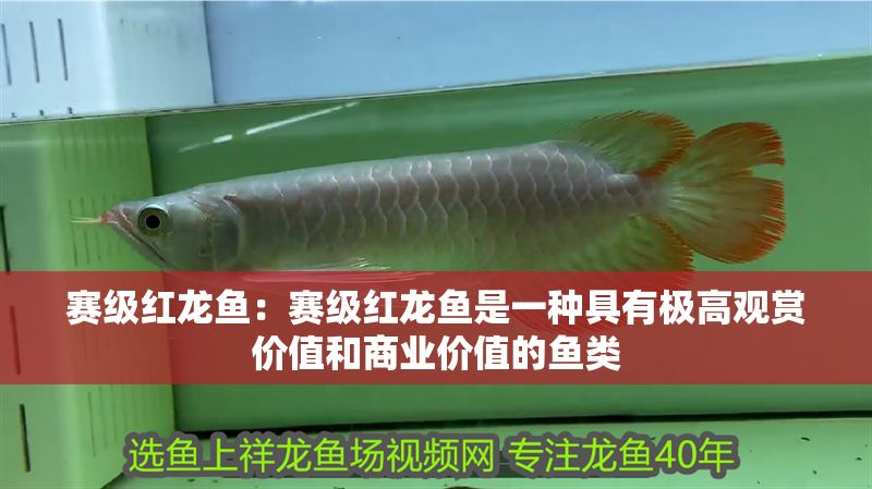賽級紅龍魚：賽級紅龍魚是一種具有極高觀賞價值和商業價值的魚類