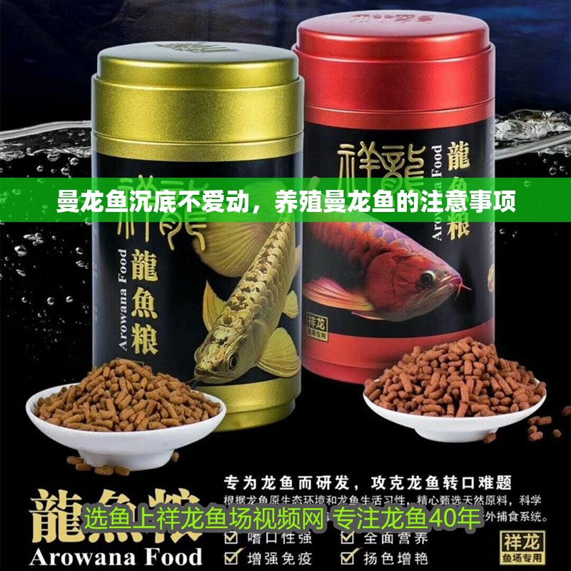 曼龍魚(yú)沉底不愛(ài)動(dòng)，養(yǎng)殖曼龍魚(yú)的注意事項(xiàng)